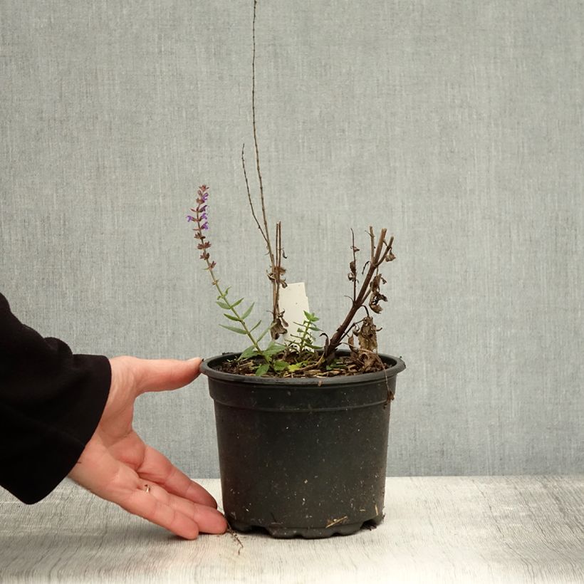Exemplar von Salvia nemorosa Ostfriesland - Steppen-Salbei Topf mit 2L/3L wie im Herbst geliefert
