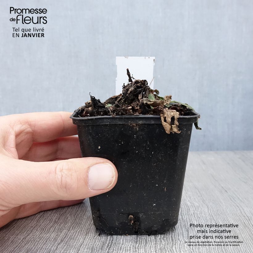 Exemplar von Salvia nemorosa Rose Queen - Steppen-Salbei Kleine Töpfe von 8/9 cm wie im Winter geliefert