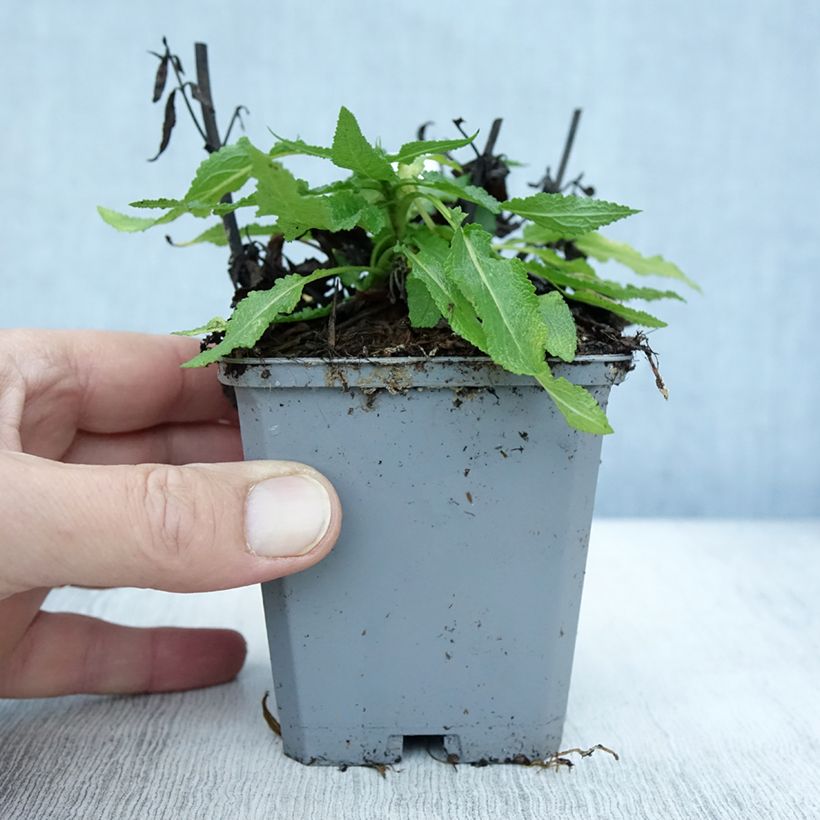 Exemplar von Salvia nemorosa Salute White - Steppen-Salbei Kleine Töpfe von 8/9 cm wie im Herbst geliefert