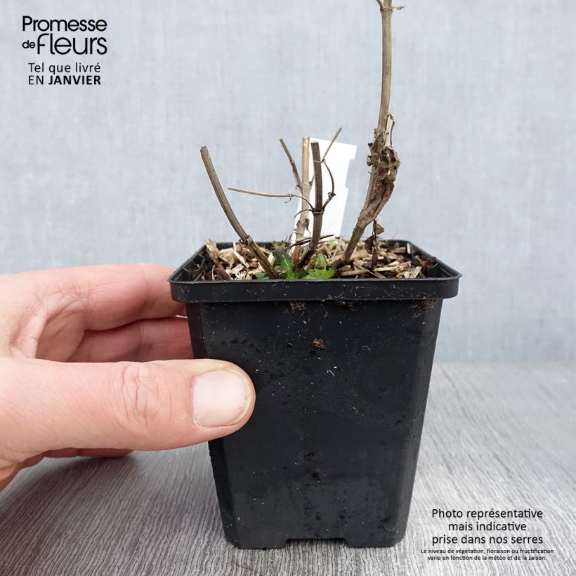 Exemplar von Salvia nemorosa Salute White - Steppen-Salbei Kleine Töpfe von 8/9 cm wie im Winter geliefert