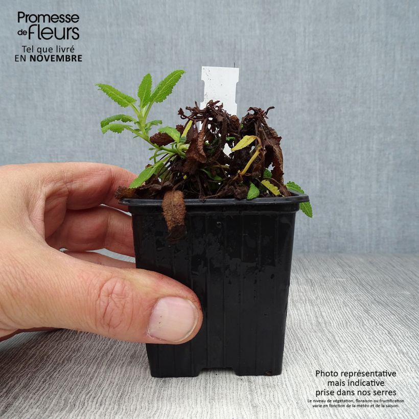 Exemplar von Salvia nemorosa Schneehügel - Steppen-Salbei Kleine Töpfe von 8/9 cm wie im Herbst geliefert