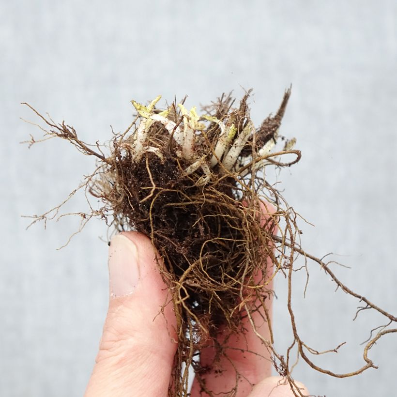 Exemplar von Salvia nemorosa Schneehügel - Steppen-Salbei Wurzelnackt wie im Winter geliefert