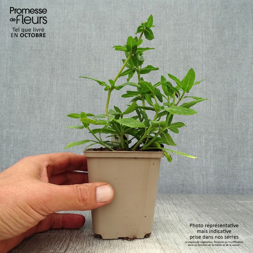 Exemplar von Salvia nemorosa Sensation Rose - Steppen-Salbei Kleine Töpfe von 8/9 cm wie im Herbst geliefert