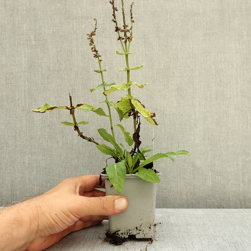 Exemplar von Salvia nemorosa Sensation White - Steppen-Salbei Kleine Töpfe von 8/9 cm wie im Herbst geliefert