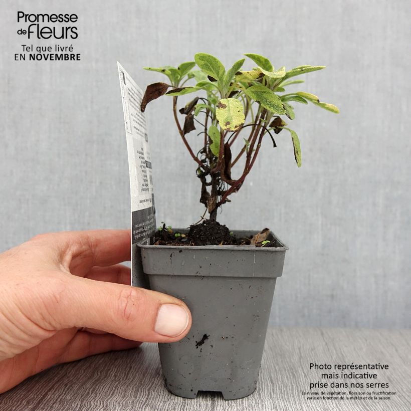 Exemplar von Echter Salbei Icterina - Salvia officinalis Kleine Töpfe von 8/9 cm wie im Herbst geliefert