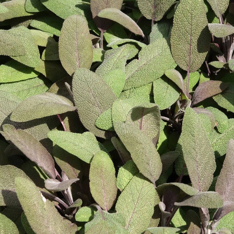 Echter Salbei Purpurascens - Salvia officinalis (Laub)
