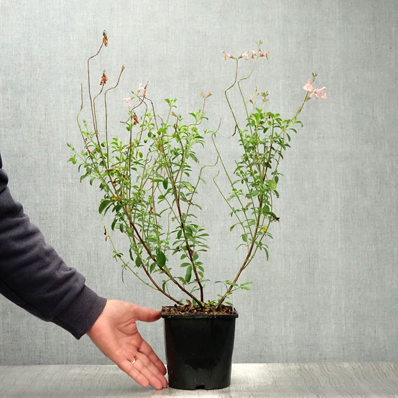 Exemplar von Salvia Papajan - Ziersalbei Topf mit 2L/3L wie im Sommer geliefert