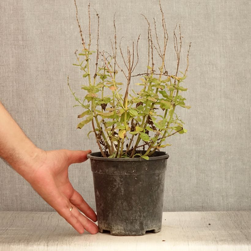 Exemplar von Salvia pratensis Lyrical Blues - Wiesensalbei Topf mit 2L/3L wie im Sommer geliefert