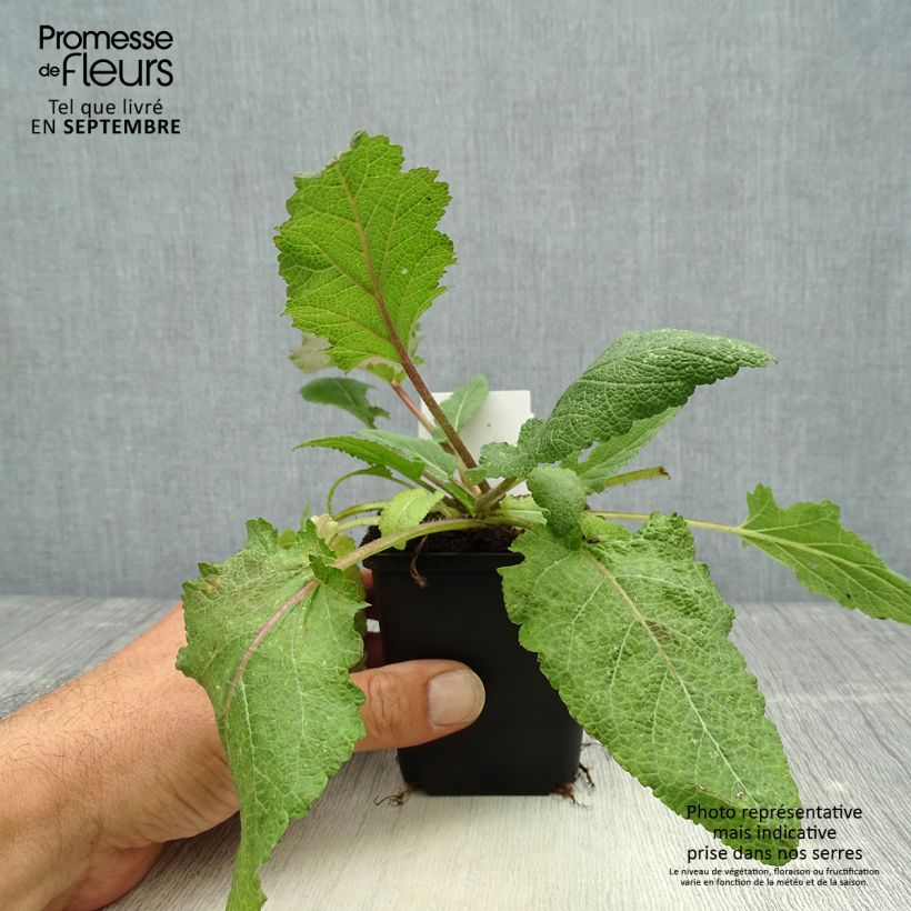 Exemplar von Salvia pratensis Rose Rhapsody - Wiesensalbei Kleine Töpfe von 8/9 cm wie im Herbst geliefert