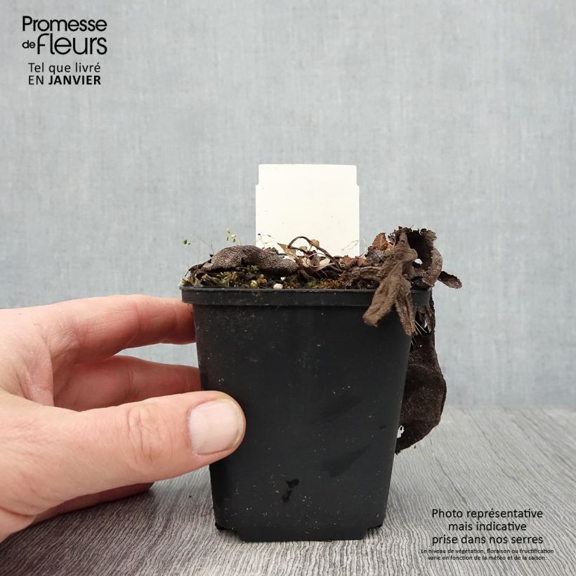 Exemplar von Salvia pratensis Rose Rhapsody - Wiesensalbei Kleine Töpfe von 8/9 cm wie im Winter geliefert