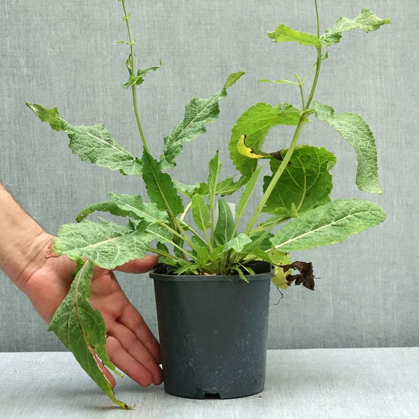Exemplar von Salvia pratensis - Wiesensalbei Topf mit 2L/3L wie im Herbst geliefert