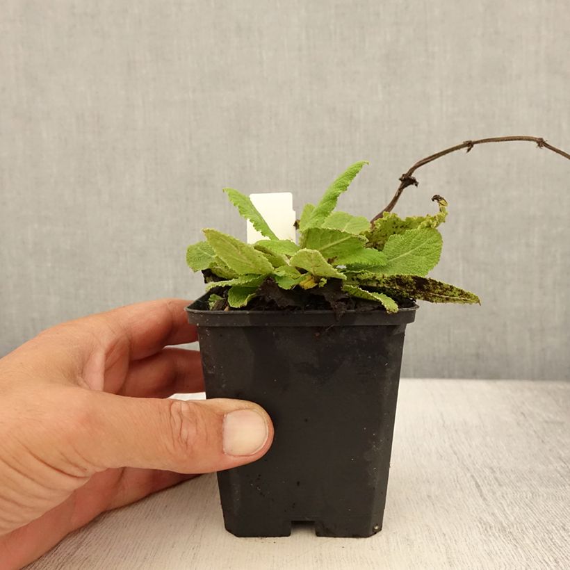 Exemplar von Salvia pratensis Sky Dance - Wiesensalbei Kleine Töpfe von 8/9 cm wie im Sommer geliefert