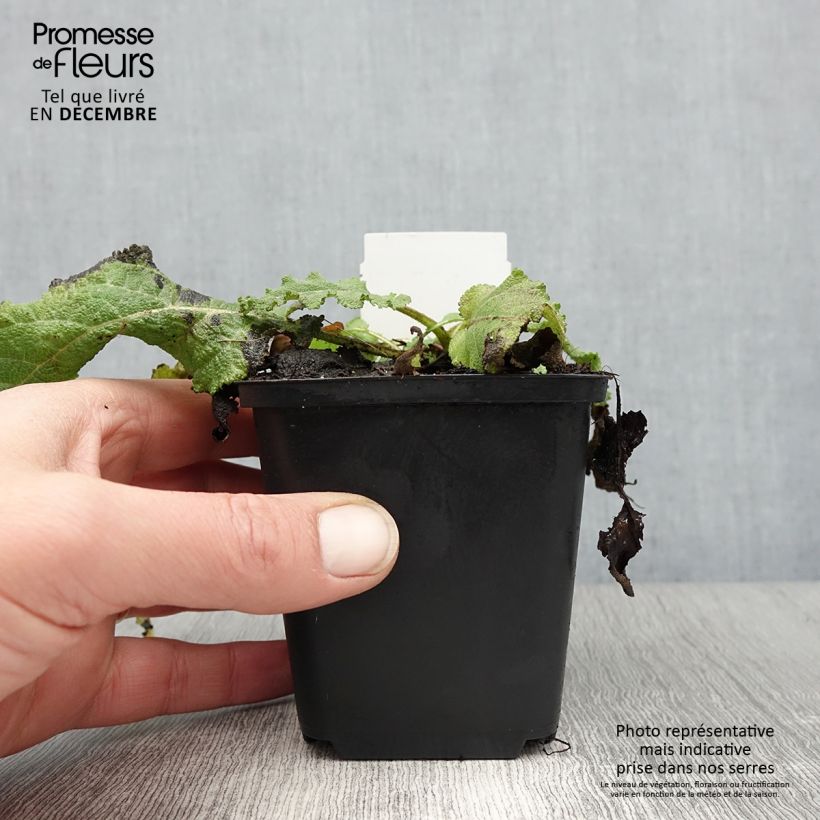 Exemplar von Salvia pratensis Sky Dance - Wiesensalbei Kleine Töpfe von 8/9 cm wie im Winter geliefert