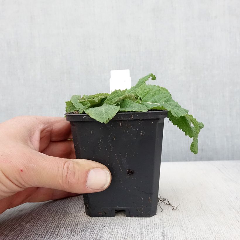 Exemplar von Salvia pratensis Sky Dance - Wiesensalbei Kleine Töpfe von 8/9 cm wie im Frühjahr geliefert