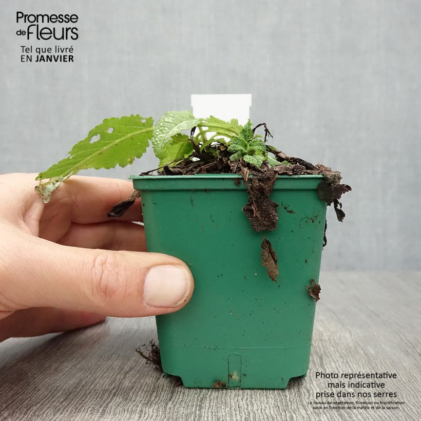 Exemplar von Salvia pratensis Swan Lake - Wiesensalbei Kleine Töpfe von 8/9 cm wie im Winter geliefert