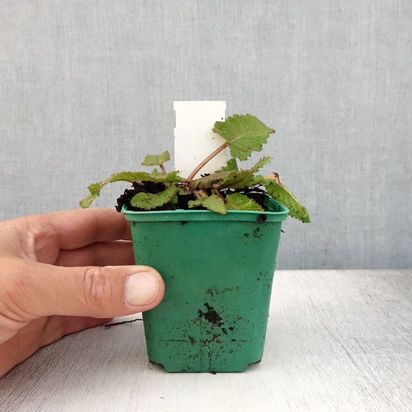Exemplar von Salvia pratensis Sweet Esmeralda - Wiesensalbei Kleine Töpfe von 8/9 cm wie im Sommer geliefert