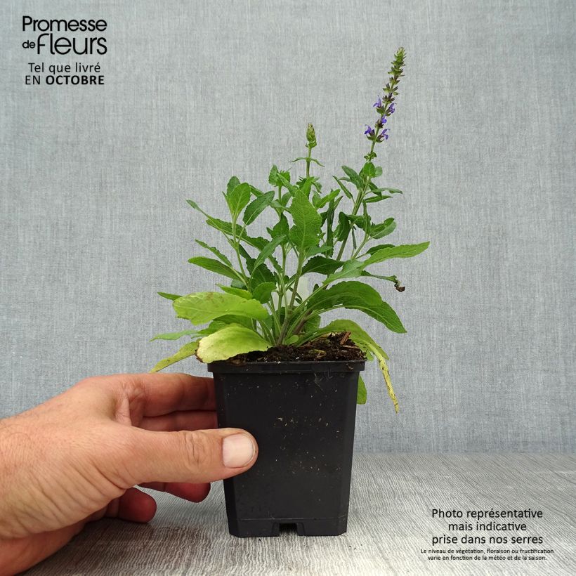 Exemplar von Salvia superba Reine Bleue - Ziersalbei Kleine Töpfe von 8/9 cm wie im Herbst geliefert