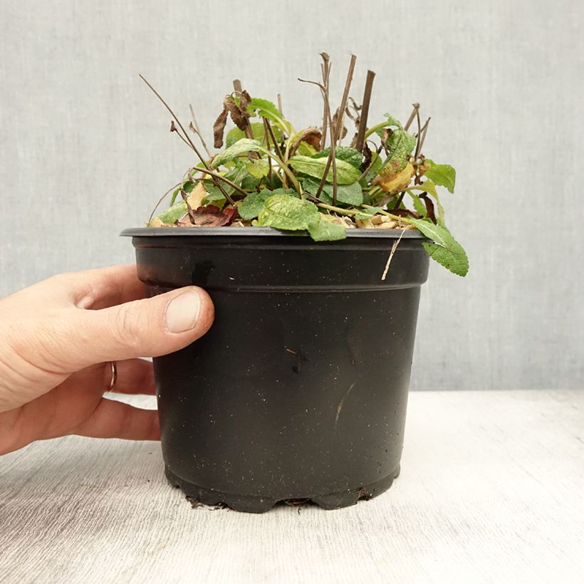 Exemplar von Salvia superba Reine Bleue - Ziersalbei Topf mit 2L/3L wie im Herbst geliefert