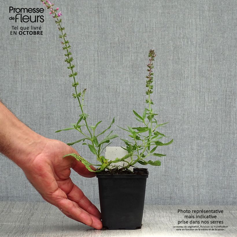 Exemplar von Salvia superba Reine Rose - Ziersalbei Kleine Töpfe von 8/9 cm wie im Herbst geliefert