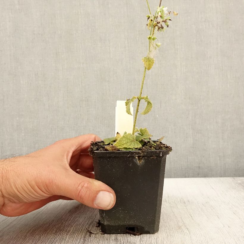 Exemplar von Salvia verticillata Alba - Quirlblättriger Salbei Kleine Töpfe von 8/9 cm wie im Herbst geliefert