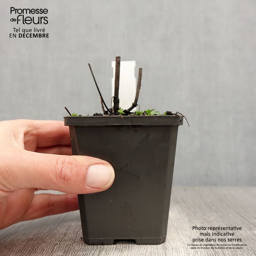 Exemplar von Salvia verticillata Alba - Quirlblättriger Salbei Kleine Töpfe von 8/9 cm wie im Winter geliefert