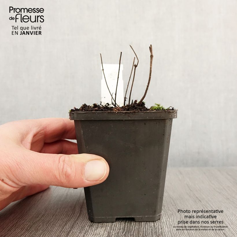 Exemplar von Salvia verticillata Hannay's Blue - Quirlblättriger Salbei Kleine Töpfe von 8/9 cm wie im Winter geliefert