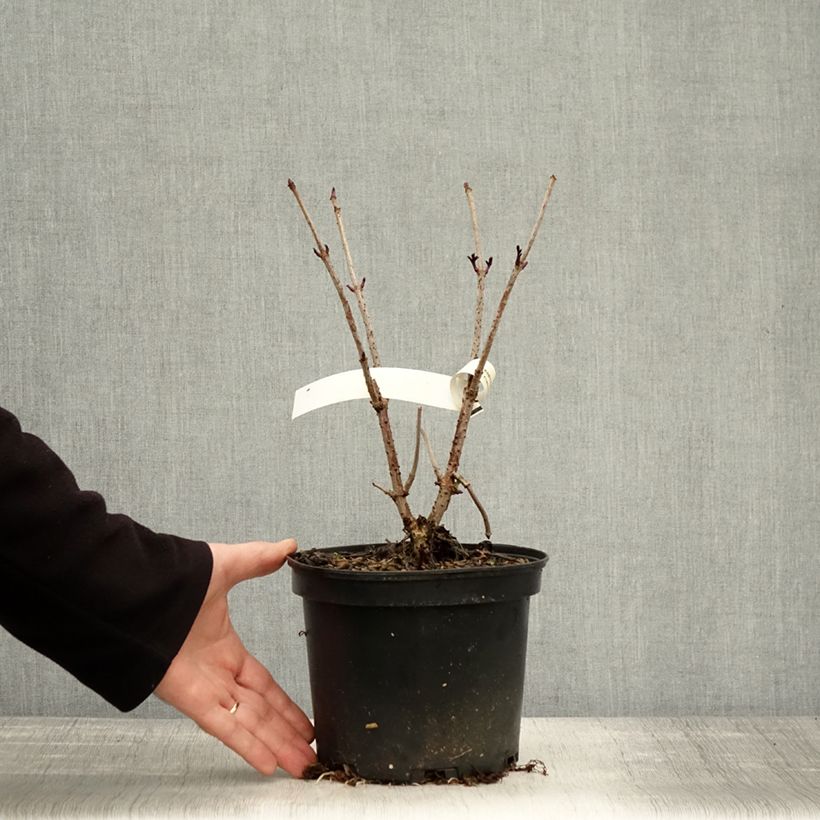Exemplar von Schwarzer Holunder Chocolate Marzipan - Sambucus nigra Topf mit 3L/4L wie im Herbst geliefert