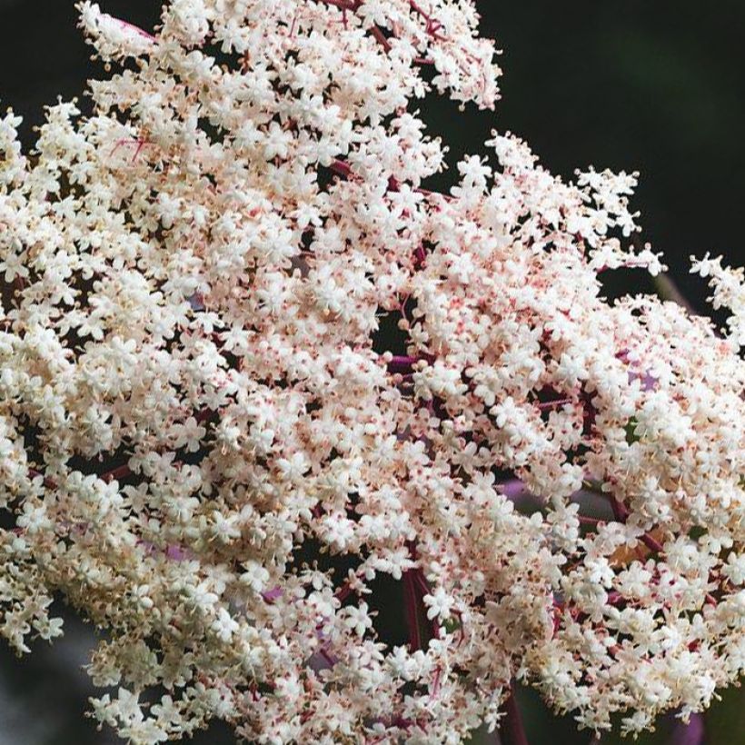 Schwarzer Holunder Chocolate Marzipan - Sambucus nigra (Blüte)