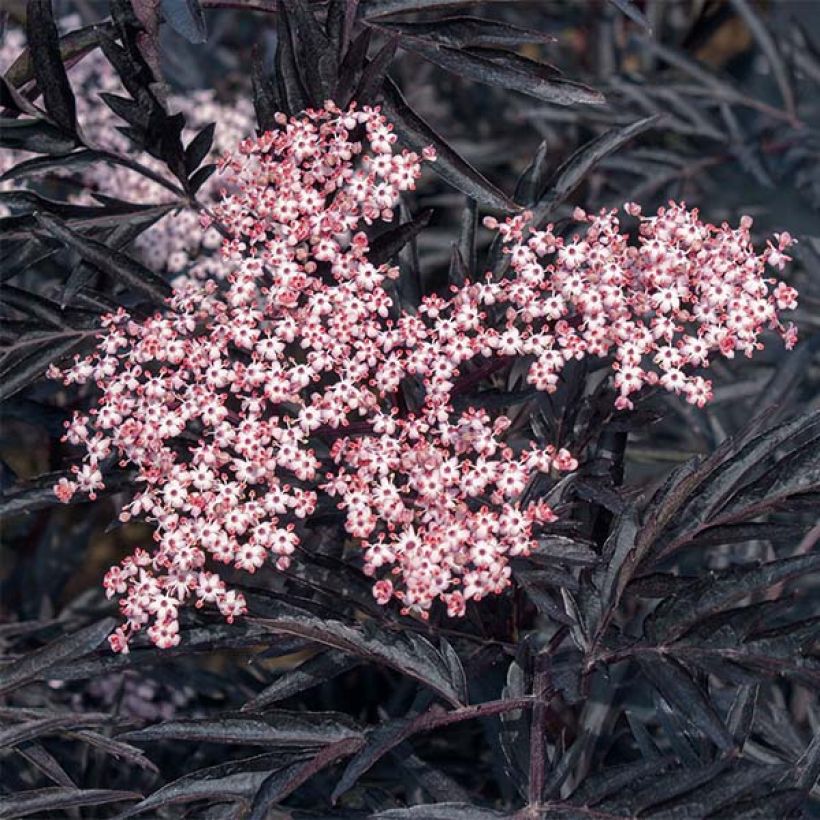 Schwarzer Holunder Black Lace - Sambucus nigra (Blüte)