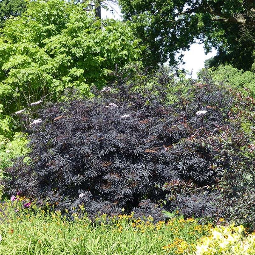 Schwarzer Holunder Black Lace - Sambucus nigra (Hafen)