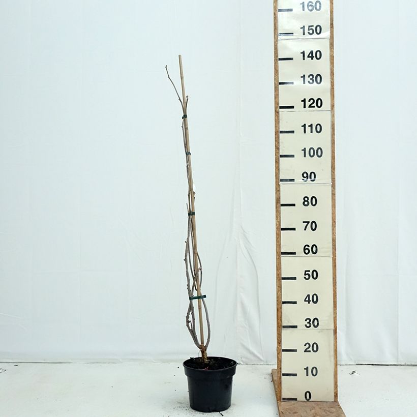 Exemplar von Schwarzer Holunder Monstrosa - Sambucus nigra Topf mit 4L/5L wie im Herbst geliefert