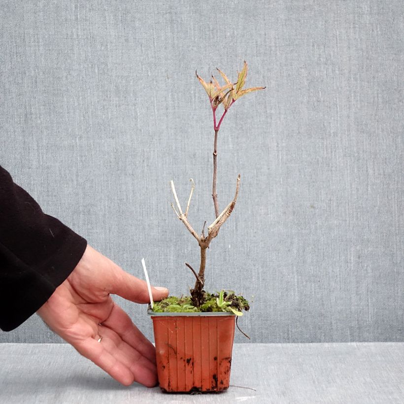 Exemplar von Schwarzer Holunder Serenade - Sambucus nigra Kleine Töpfe von 8/9 cm wie im Herbst geliefert