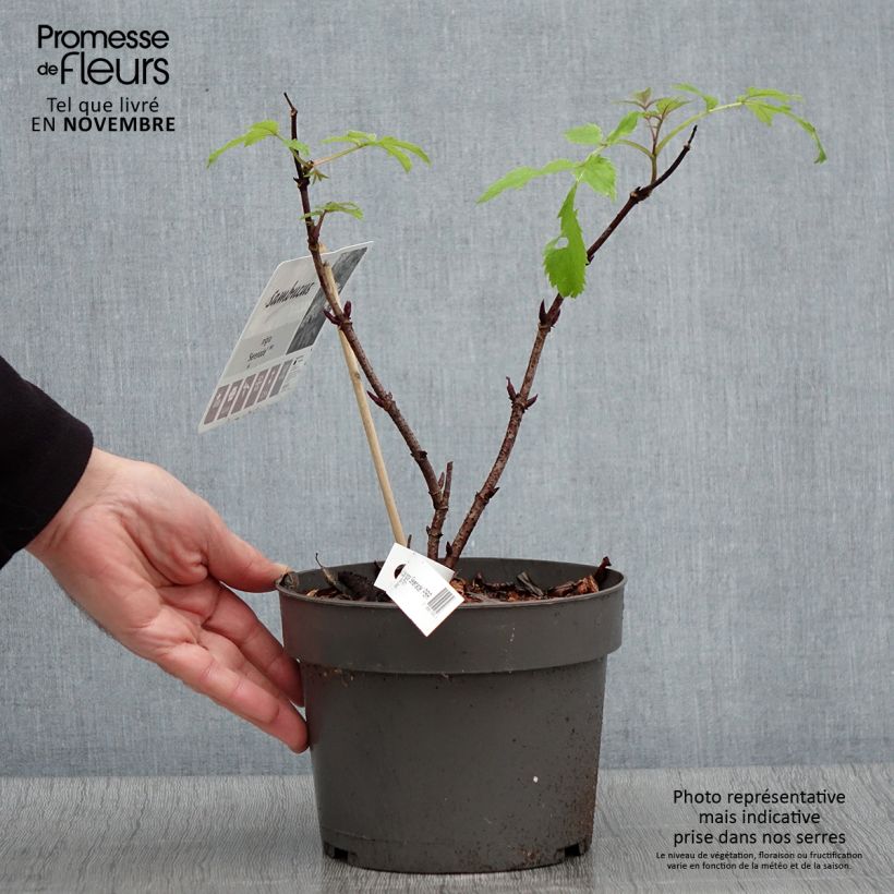 Exemplar von Schwarzer Holunder Serenade - Sambucus nigra Topf mit 3L/4L wie im Herbst geliefert
