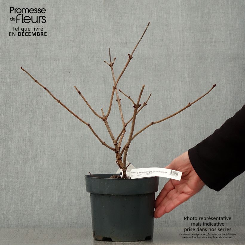 Exemplar von Schwarzer Holunder Thundercloud - Sambucus nigra Topf mit 3L/4L wie im Herbst geliefert