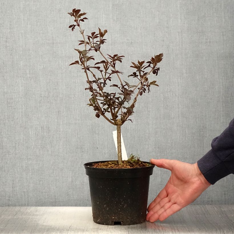Exemplar von Schwarzer Holunder Thundercloud - Sambucus nigra Topf mit 3L/4L wie im Frühjahr geliefert