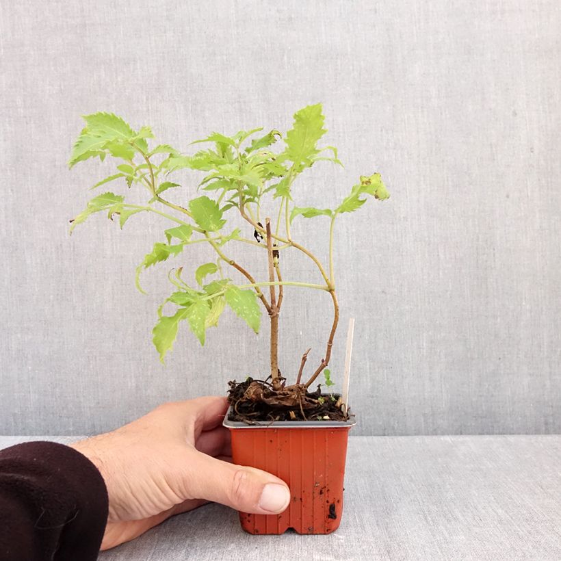 Exemplar von Trauben-Holunder Plumosa Aurea - Sambucus racemosa Kleine Töpfe von 8/9 cm wie im Herbst geliefert