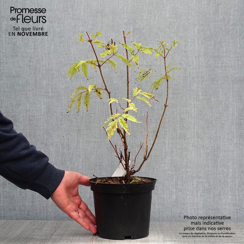 Exemplar von Trauben-Holunder Plumosa Aurea - Sambucus racemosa Topf mit 2L/3L wie im Herbst geliefert