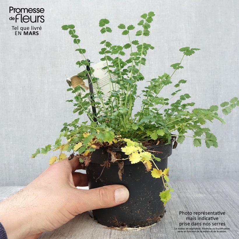 Exemplar von Kleiner Wiesenknopf - Sanguisorba minor Topf mit 1,5L/2L wie im Frühjahr geliefert