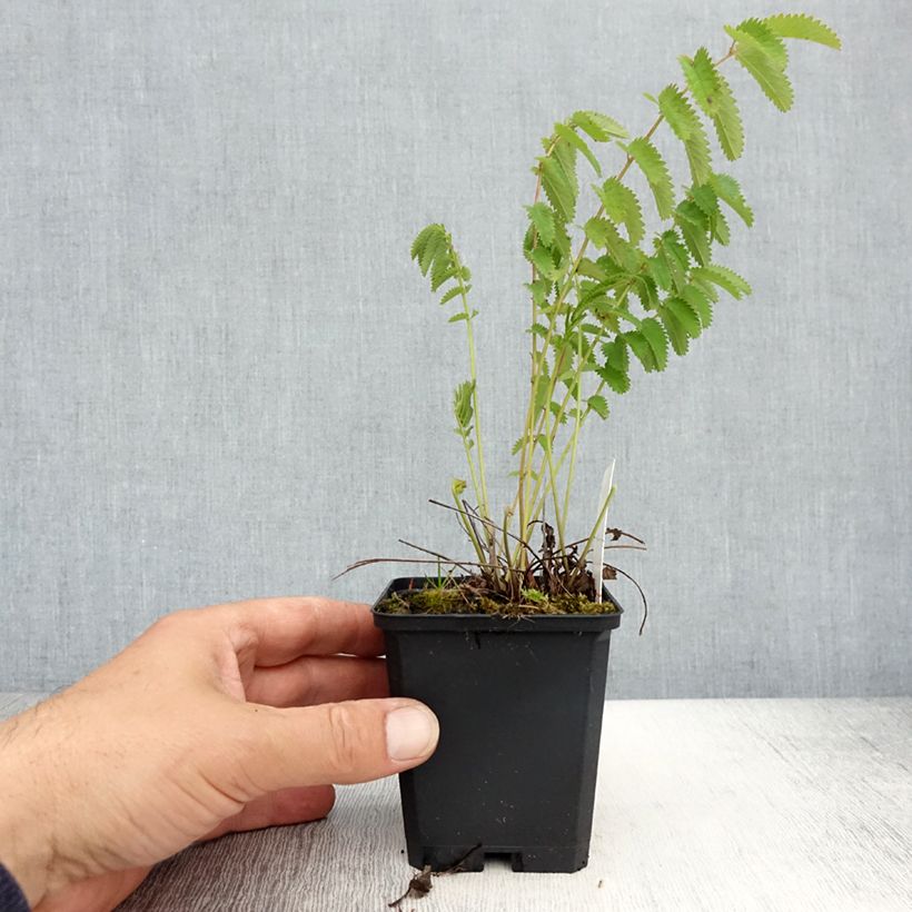 Exemplar von Großer Wiesenknopf Arnhem - Sanguisorba officinalis Kleine Töpfe von 8/9 cm wie im Frühjahr geliefert