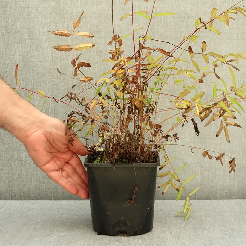 Exemplar von Großer Wiesenknopf Pink Tanna - Sanguisorba officinalis Topf mit 2L/3L wie im Herbst geliefert