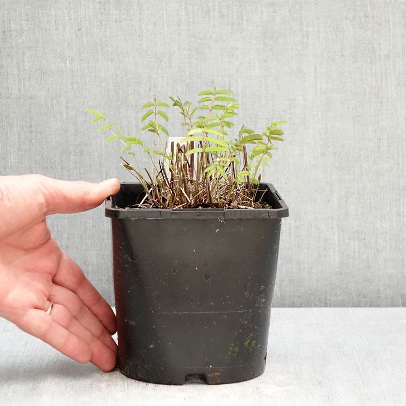 Exemplar von Großer Wiesenknopf Pink Tanna - Sanguisorba officinalis Topf mit 2L/3L wie im Frühjahr geliefert