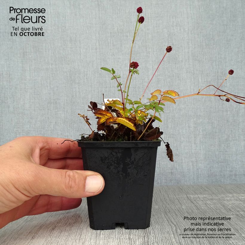 Exemplar von Großer Wiesenknopf Tanna - Sanguisorba officinalis Kleine Töpfe von 8/9 cm wie im Herbst geliefert