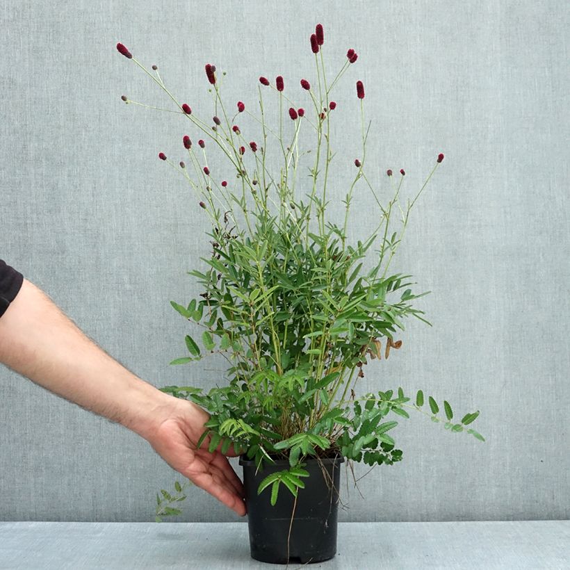 Exemplar von Wiesenknopf Plum Drops - Sanguisorba  Topf mit 1,5L/2L wie im Sommer geliefert