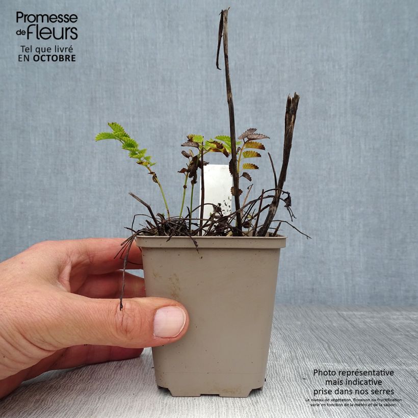 Exemplar von Wiesenknopf Proud Mary - Sanguisorba Kleine Töpfe von 8/9 cm wie im Herbst geliefert
