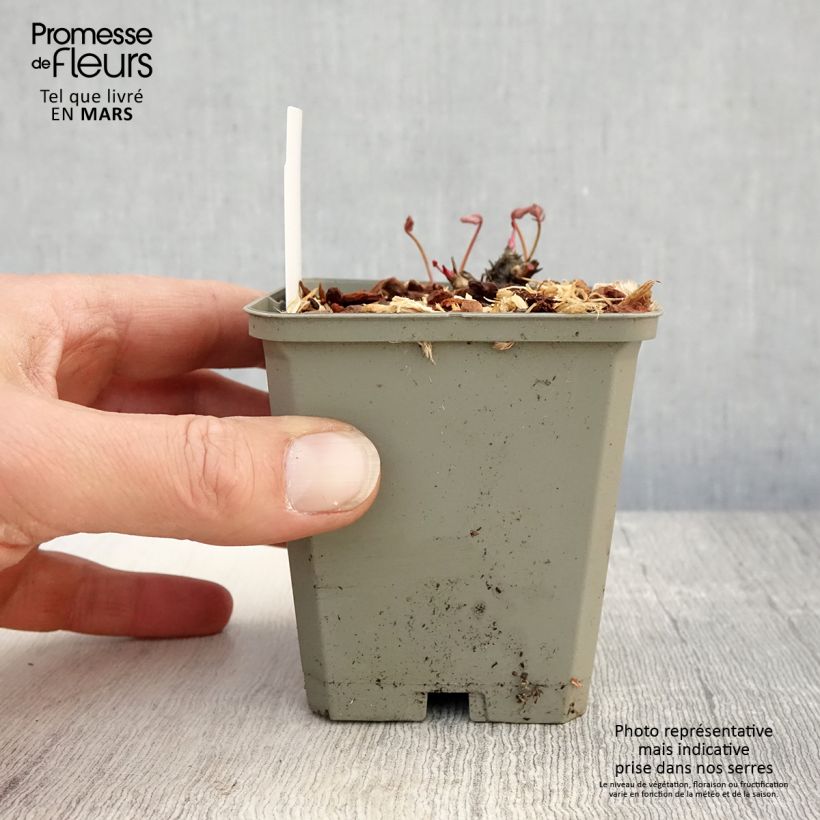 Exemplar von Wiesenknopf Proud Mary - Sanguisorba Kleine Töpfe von 8/9 cm wie im Frühjahr geliefert