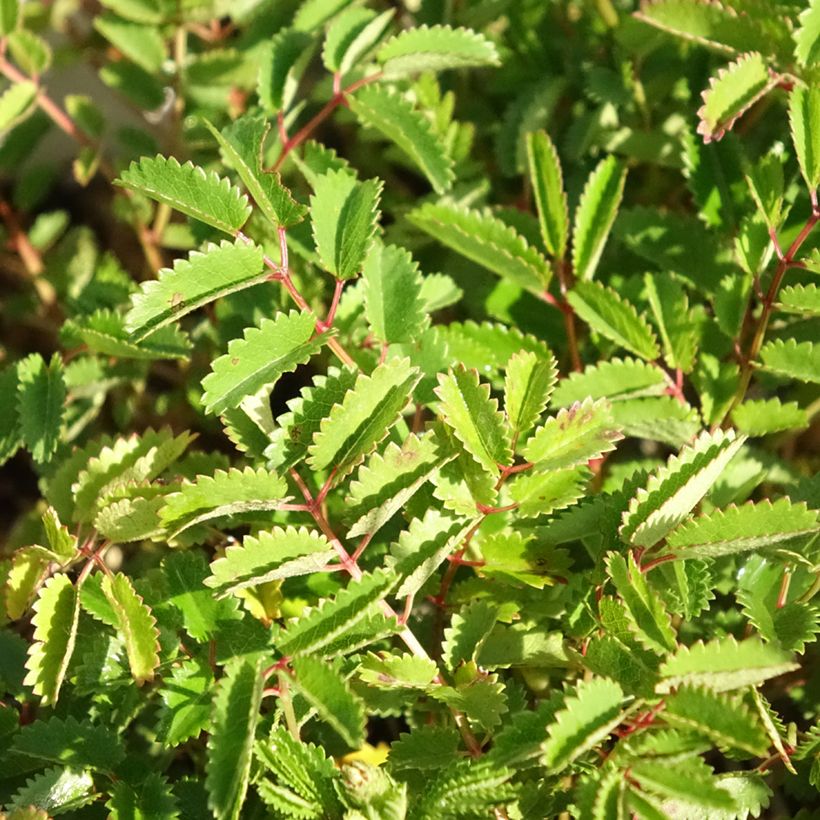 Wiesenknopf Proud Mary - Sanguisorba (Laub)
