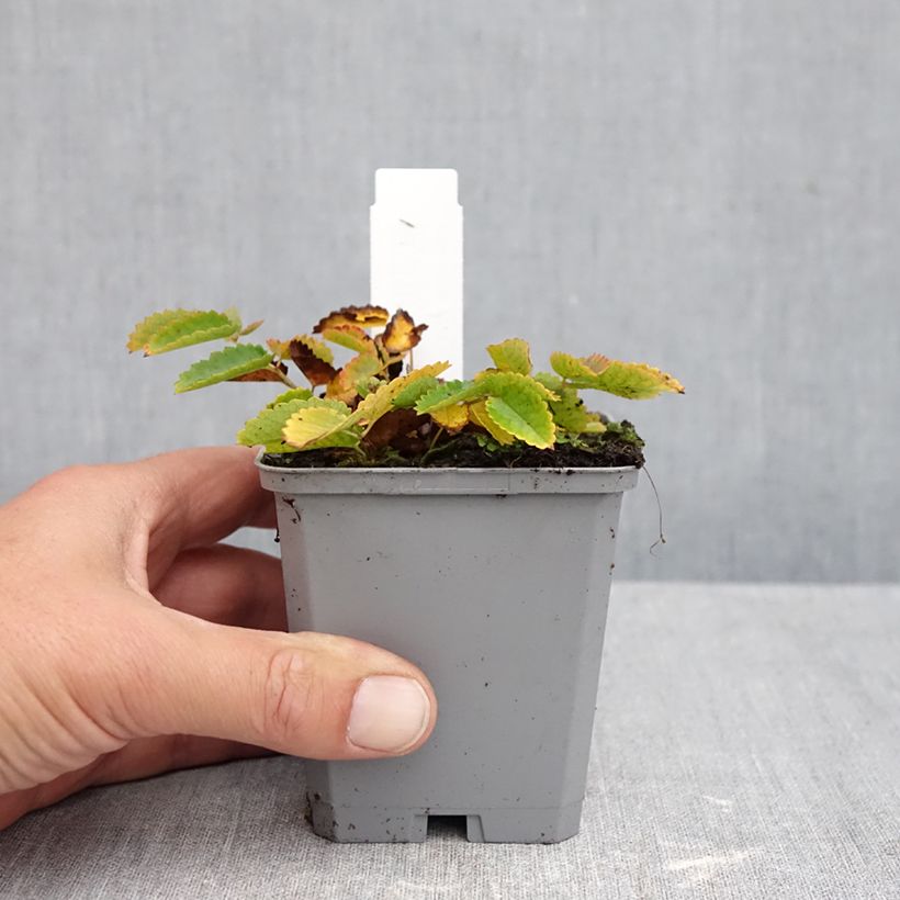 Exemplar von Großer Wiesenknopf Red Thunder - Sanguisorba officinalis Kleine Töpfe von 8/9 cm wie im Herbst geliefert