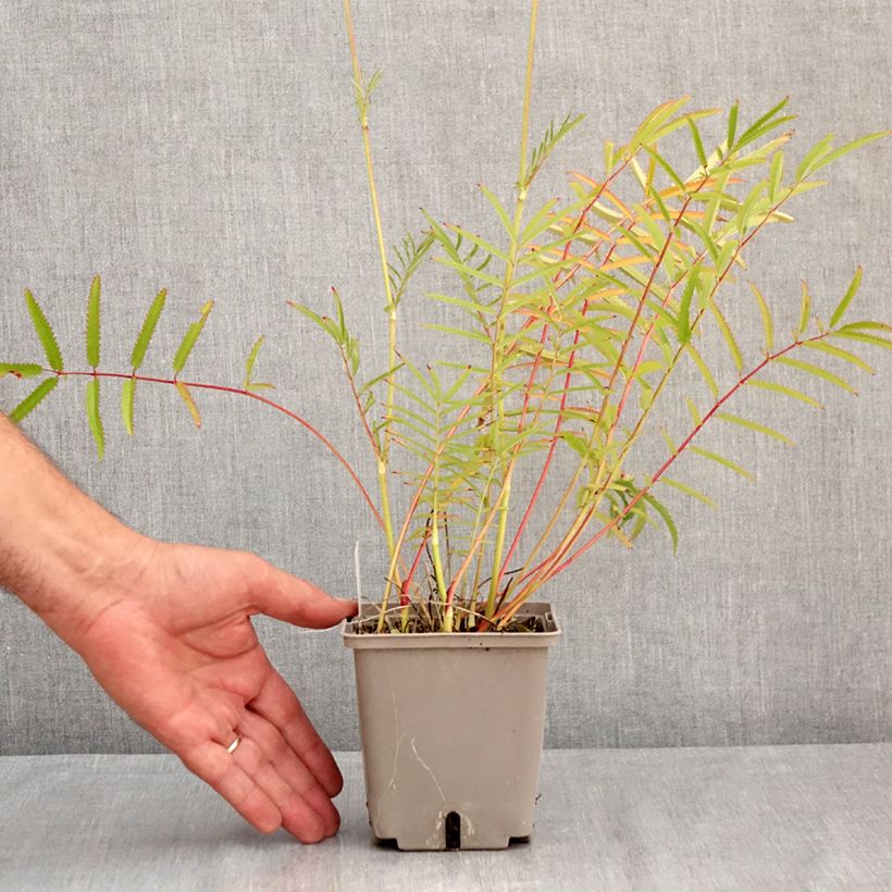 Exemplar von Zierlicher Wiesenknopf Alba - Sanguisorba tenuifolia Topf mit 1L/1,5L wie im Sommer geliefert
