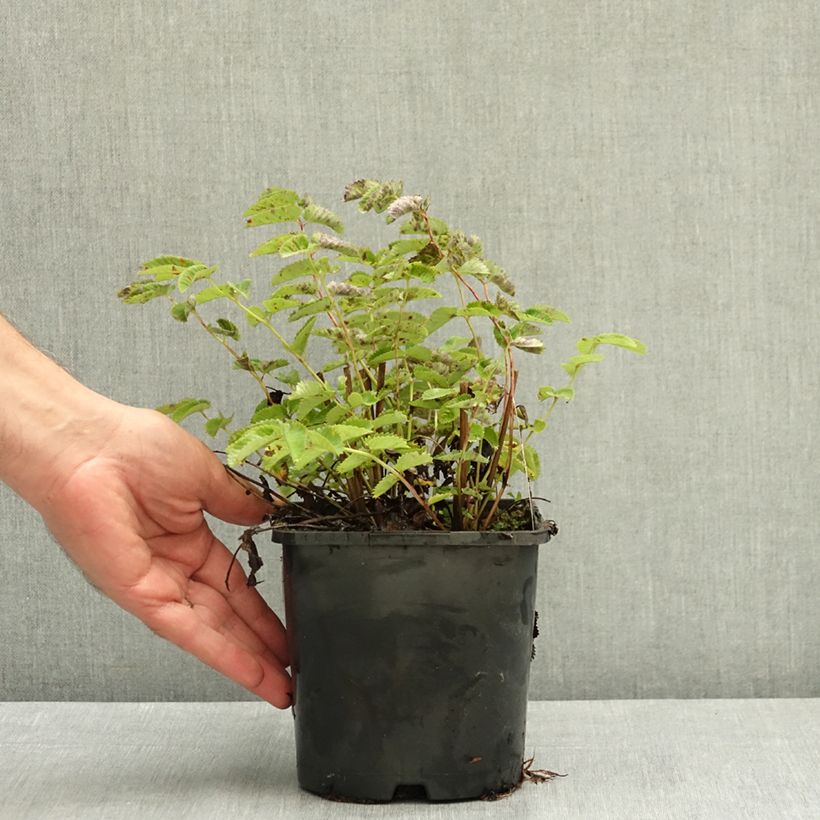 Exemplar von Wiesenknopf Wake Up - Sanguisorba  Topf mit 1,5L/2L wie im Sommer geliefert