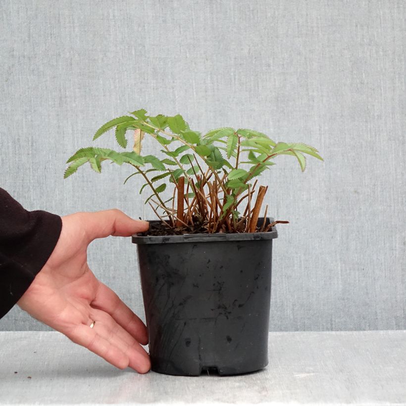 Exemplar von Koreanischer Wiesenknopf White Brushes - Sanguisorba hakusanensis Topf mit 2L/3L wie im Herbst geliefert